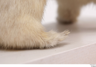 Weasel foot leg 0018.jpg